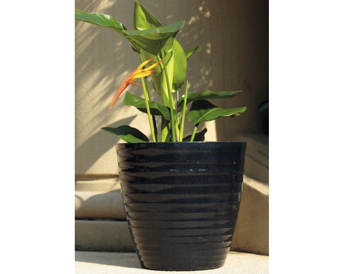 Rastlina Heliconia v kvetináči