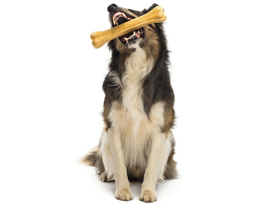 Sediaci pes so žuvacou kosťou v papuli