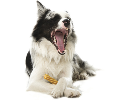 Border kólia s otvorenou papuľou a kosťou pre psov