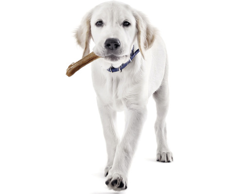 Biely labrador s kosťou v papuli