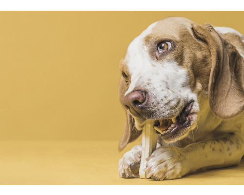 Pes ohrýza žuvaciu kosť