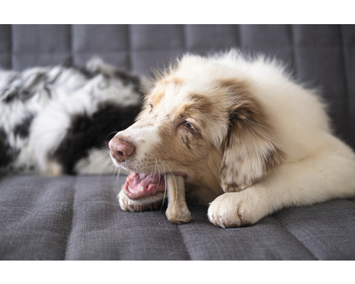 Pes žuva kosť na pohovke.