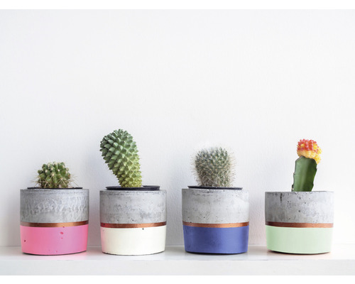 Rad sukulentov v maľovaných cementových kvetináčoch