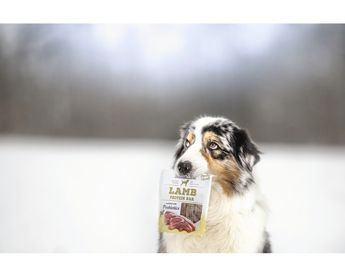 Pes drží v papuli balíček proteínovej tyčinky s jahňacím mäsom.