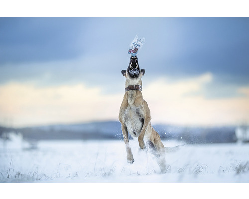 Pes skáče v zasneženej krajine, aby chytil balíček krmiva pre psov.