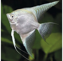 Strieborná skalára do akvária