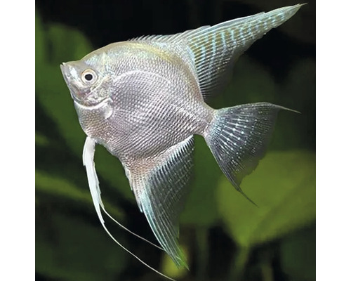 Strieborná skalára do akvária