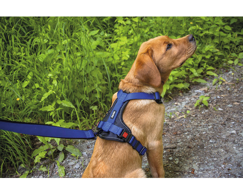 Pes s postrojom a vodítkom Kärtile vonku