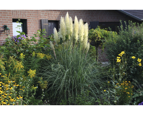 Kortadéria dvojdomá FloraSelf Cortaderia selloana 'Senior' 20-120 cm kvetináč 3 l Pampová tráva v záhrade s kvetmi a rastlinami
