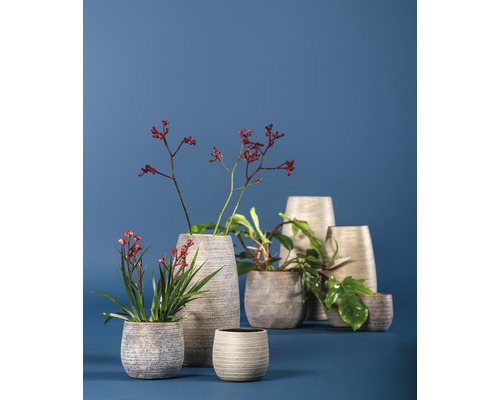 Rôzne rastliny v ozdobných kvetináčoch a hrantíkoch