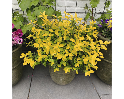 Zlatý vtáčí zob v kvetináči na terase