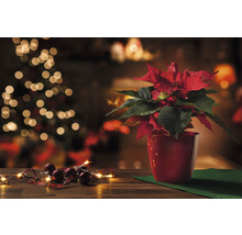 Vianočná hviezda v červenom kvetináči s vianočnými ozdobami na stole