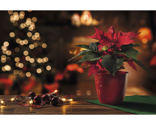 Vianočná hviezda v červenom kvetináči s vianočnými guľami a svetelnou reťazou na drevenom stole pred vianočným stromčekom