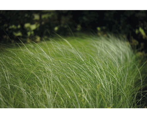 Ozdobnica čínska FloraSelf Miscanthus sinensis 'Gracillimus' 10-100 cm kvetináč 3 l Tráva v záhrade