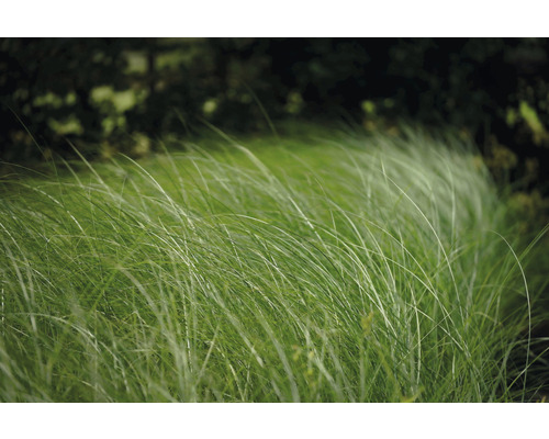 Ozdobnica čínska FloraSelf Miscanthus sinensis 'Gracillimus' 10-100 cm kvetináč 3 l