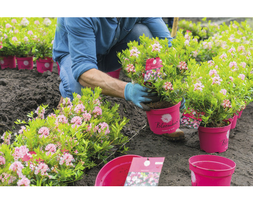 Záhradník sadí rododendron z kvetináča do zeme