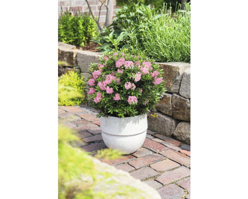 Záhradný pohľad s kvitnúcim rododendronom v kvetináči