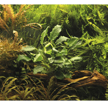 Detail akváriovej rastliny.