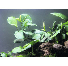 Akvarijná rastlina so zelenými listami a bielymi kvetenstvami