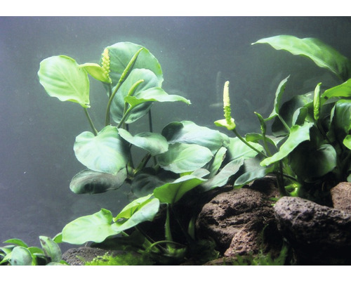 Akvarijná rastlina so zelenými listami a bielymi kvetenstvami