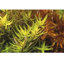 Akvarijná rastlina s podlhovastými listami