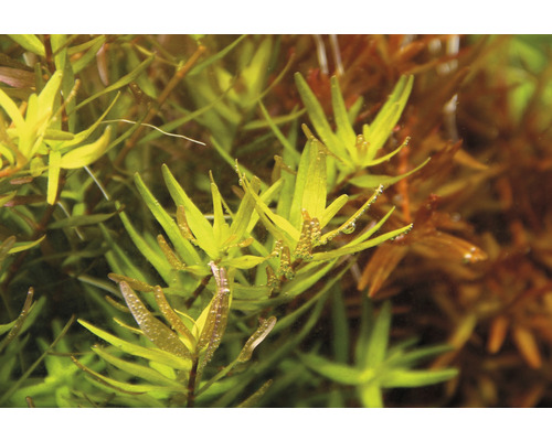 Akvarijná rastlina s podlhovastými listami