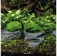 Akvarijné rastliny na bridlicových kameňoch na dekoráciu akvária