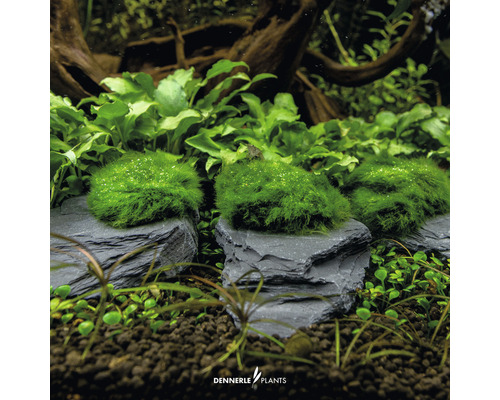 Akvarijné rastliny na bridlicových kameňoch na dekoráciu akvária