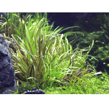 Akvárium so šípatkou šídlatou a machom