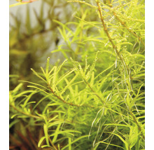 Detail akvarijnej rastliny