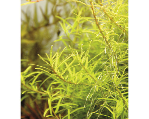 Detail akvarijnej rastliny