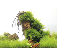 Dekorácia akvária s machom na kameni a vodnými rastlinami