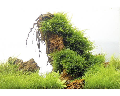 Dekorácia akvária s machom na kameni a vodnými rastlinami