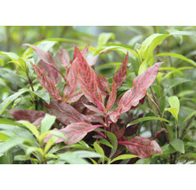 Rastlina s nápadnými listami