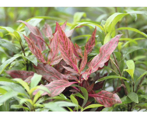 Rastlina s nápadnými listami