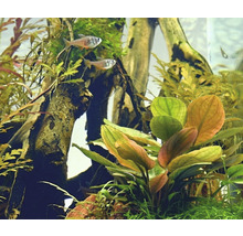 Akvárium s rastlinami a rybami