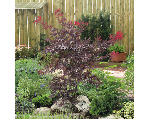 Javor dlaňovitolistý v záhradnom záhone