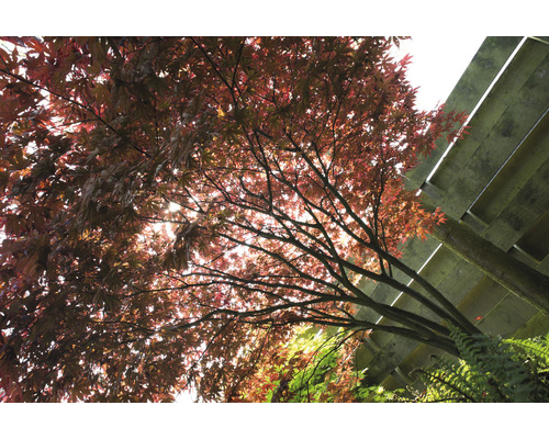 Javor s červenými listami a drevenou konštrukciou v pozadí