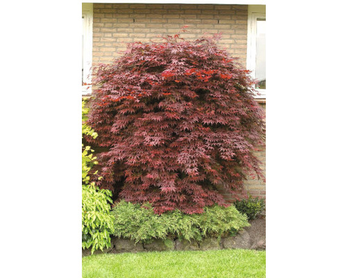 Javorový strom v záhrade