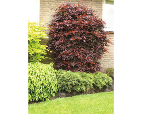 Javor japonský v záhrade s rôznymi rastlinami