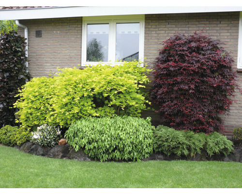 Záhrada s rôznymi okrasnými kríkmi a pôdopokryvnými rastlinami pred stenou domu