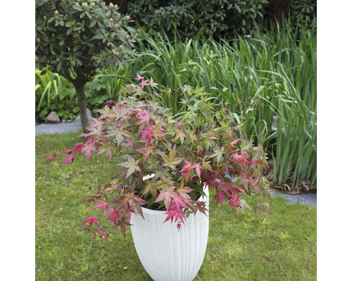 Javor dlaňovitolistý v bielom kvetináči na trávniku