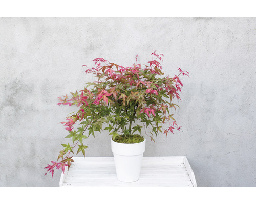 Japonský javor v kvetináči