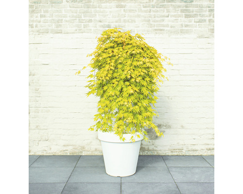 Japonský javor v kvetináči pred tehlovou stenou