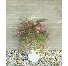 Javor dlanitolistý Acer palmatum 'Extravaganza' 40-50 kvetináč 3 l