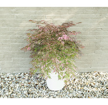 Javor dlanitolistý Acer palmatum 'Extravaganza' 40-50 kvetináč 3 l