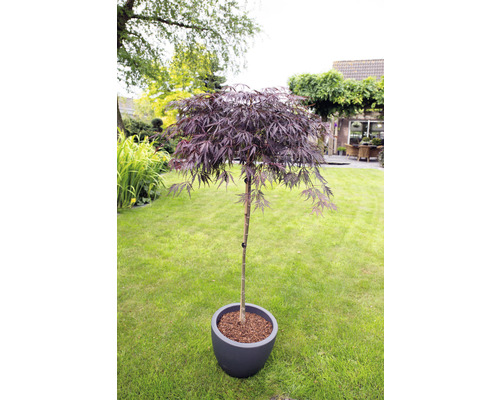 Javor dlanitolistý tmavočervený Acer palmatum 'Garnet' polokmeň 90 cm kvetináč 6,5 l Javor japonský v kvetináči na trávniku