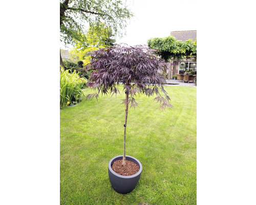 Javor dlanitolistý tmavočervený Acer palmatum 'Garnet' polokmeň 90 cm kvetináč 6,5 l