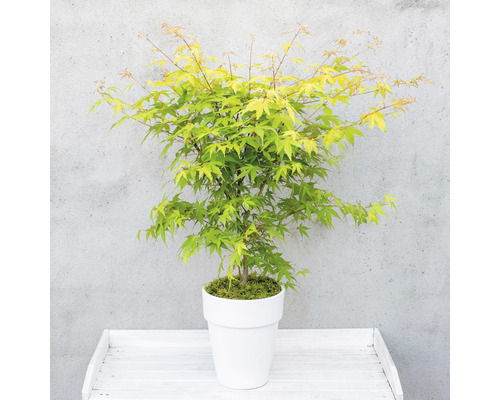 Javor japonský v kvetináči