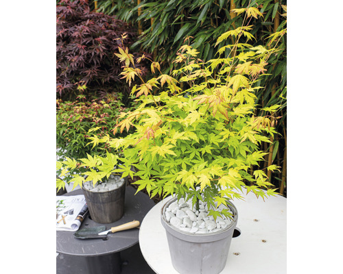 Javor dlaňovitolistý v kvetináči, pokrytý štrkom